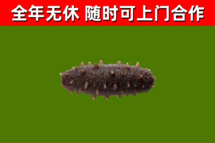 江油市烟酒回收干海参.jpg